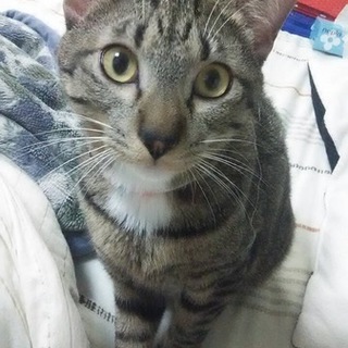 【終了】靴下にゃんこの里親さま募集です！