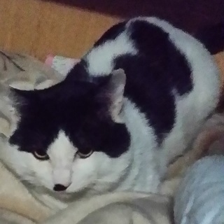 人懐っこい個性派で、玄人好きする牛柄君