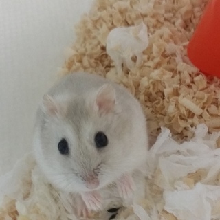 ありがとうごさいました！