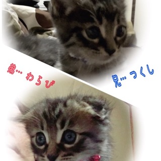 応募多数の為、一旦募集停止します。