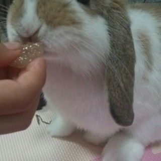 純血ホーランドロップ女の子