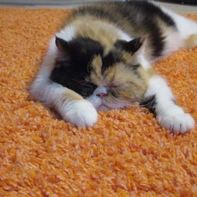 にこにこみかんのカバー写真