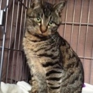 虎ちゃん　とても人懐こい子です