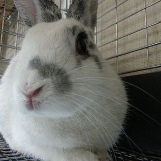 寺小屋保護っ子★にに君★