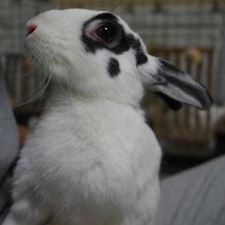 寺小屋保護っ子★士(つかさくん)★７月生まれ