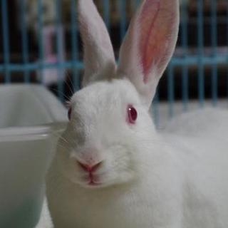 寺小屋保護っ子★奈々ちゃん★７月生まれ