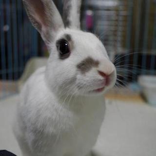 寺小屋保護っ子★はっちゃん★