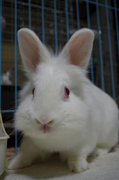 大阪で保護している 福岡 大阪府 小動物の里親募集 ペットのおうち 月間利用者150万人 大阪で保護している 福岡 大阪府 小動物の里親募集 ペットのおうち 月間利用者150万人