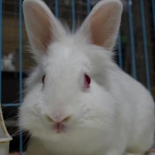 大阪で保護している【福岡遺棄うさぎさん】しろちゃん