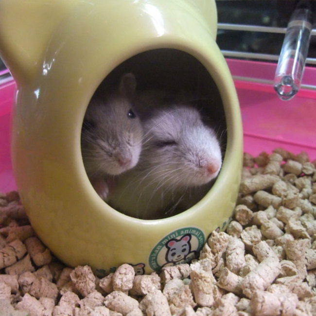 。ひまわり。のカバー写真