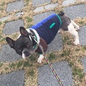 フレンチブルドッグ  おにぎり君