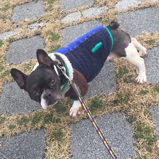 フレンチブルドッグ  おにぎり君