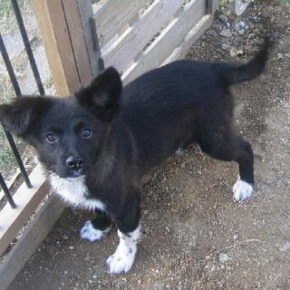 ミッキーくん岐阜県の里親宅で幸せになりました