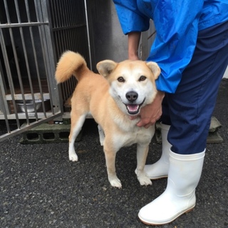 メーリちゃん愛知のＧご夫婦の元で幸せです