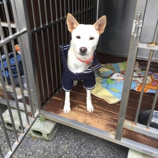 ゆばちゃん素敵な里親様宅神奈川で行方不明