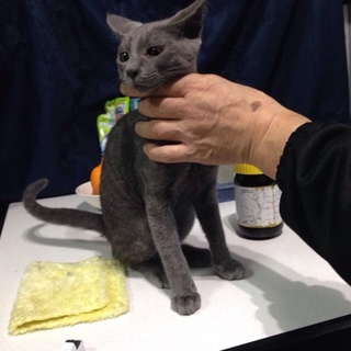 (募集多数により一時停止)