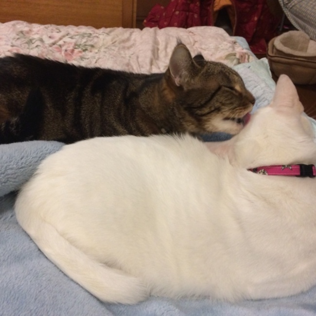 Kamosikaのカバー写真