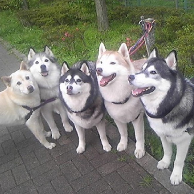 popuriのカバー写真