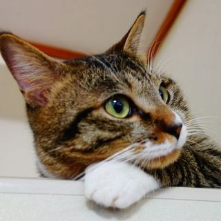 ★優しい家族が欲しいにゃん・くりちゃん★