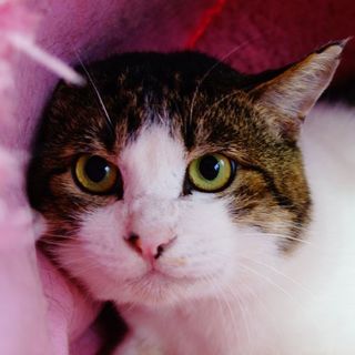 ★ハンディありの元飼い猫・コメちゃん★