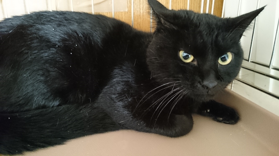 変顔得意なゴロニャン黒猫！」東京都 - 猫の里親募集(94633) :: ペット 