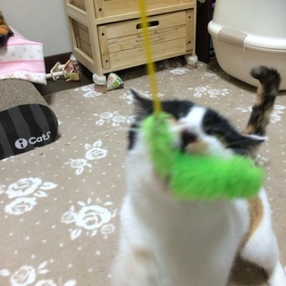 超絶甘えん坊！三毛猫テトちゃん