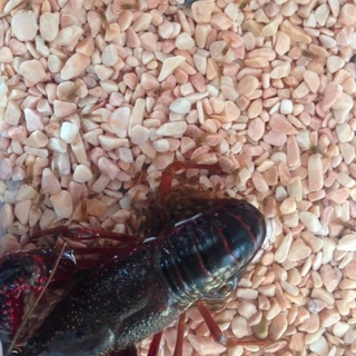 ザリガニのあかちゃん！！