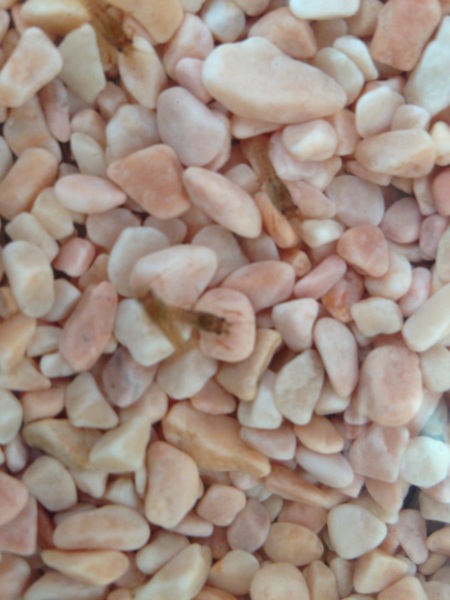 ザリガニのあかちゃん！！ サムネイル2