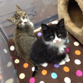 推定３ヶ月、かわいくて人懐っこい兄弟猫です。