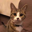 ムギちゃん