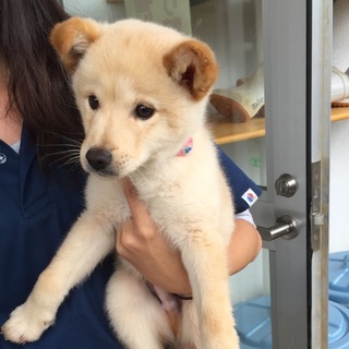 白くまどんちゃん京都のＮ様ご夫婦に巡り会えました