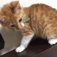 とら