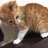とら