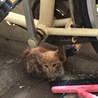 保護前