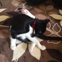 ２回目のワクチン完了