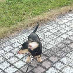 ハイパー女児！！