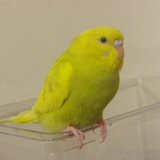 素敵な里親様と出会えました☆