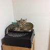 の写真