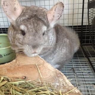 里親様決まりました♪