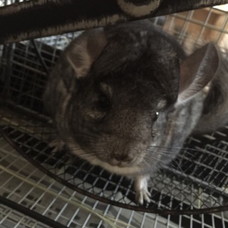 里親様決まりました♪