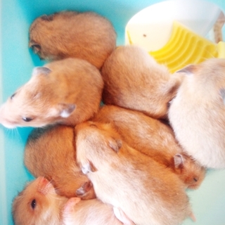 ゴールデンハムスターの里親募集中！