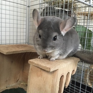 里親様決まりました♪