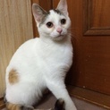 三毛ねこ♀　４ヶ月