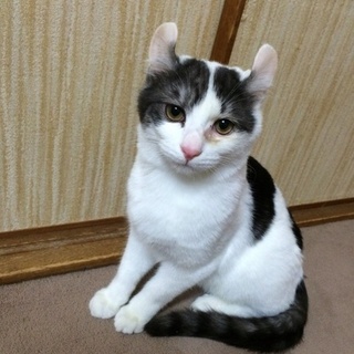 アメリカンカール風♂　４ヶ月