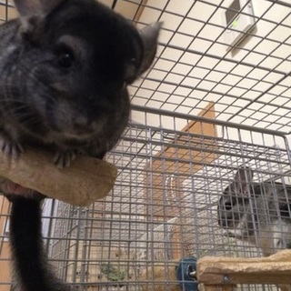 里親様決まりました♪