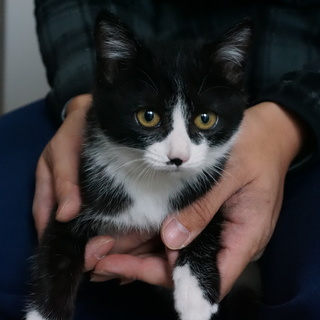 生き残ったはちわれチイちゃん