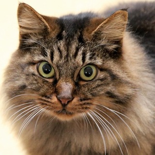 ゴージャスな山猫レディ ・ ベガ