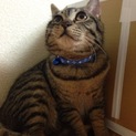 名古屋 飼育放棄猫 伊織♂３歳