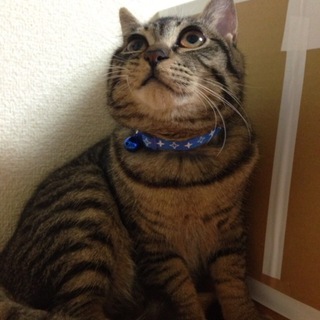 名古屋 飼育放棄猫 伊織♂３歳