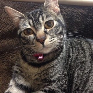 名古屋 飼育放棄猫 茶々♀３歳 爪なし